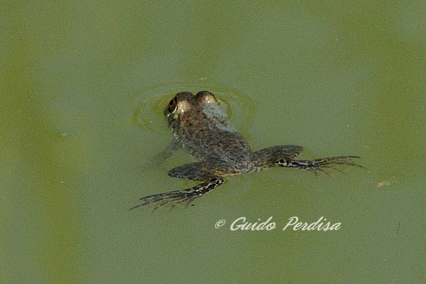 Aiuto ID Anfibio 1 - Lithobates caresbeianus juv.