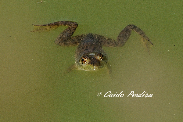 Aiuto ID Anfibio 1 - Lithobates caresbeianus juv.