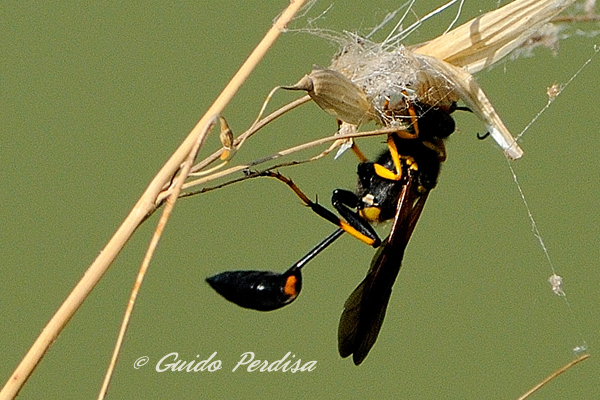 Sceliphron caementarium