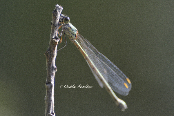 Chalcolestes viridis o parvidens, femmina