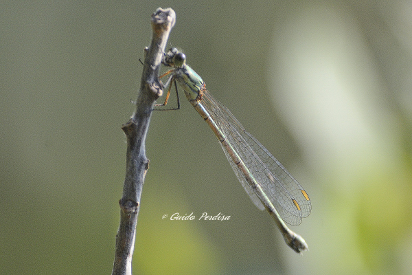 Chalcolestes viridis o parvidens, femmina