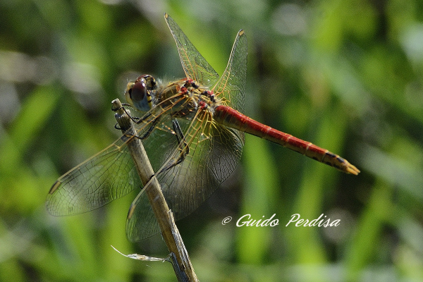 Aiuto ID Odonata 02