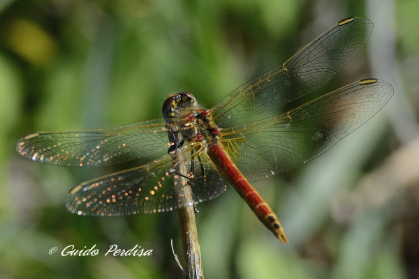 Aiuto ID Odonata 02