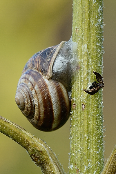 Helix pomatia ??