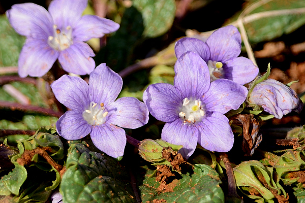 Mandragora autumnalis