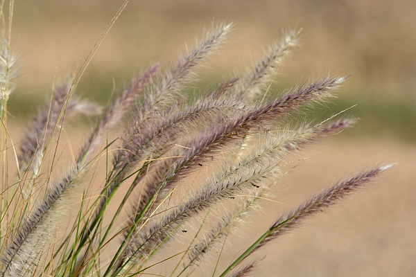 Cenchrus setaceus