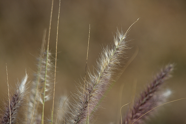 Cenchrus setaceus