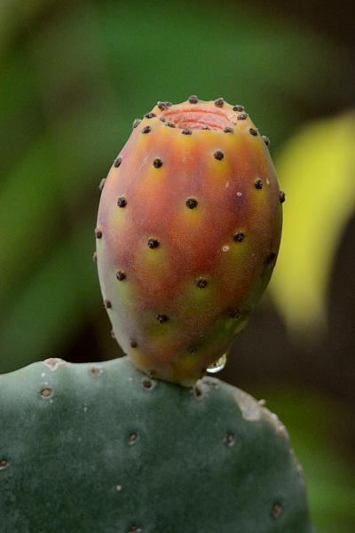 Opuntia ficus-indica