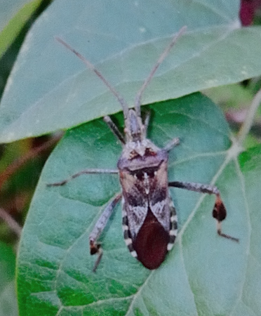 Coreidae: Leptoglossus occidentalis