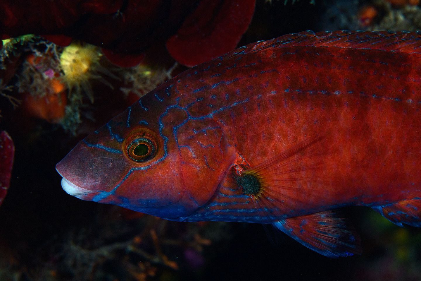 Symphodus mediterraneus (Tordo rosso) da Otranto