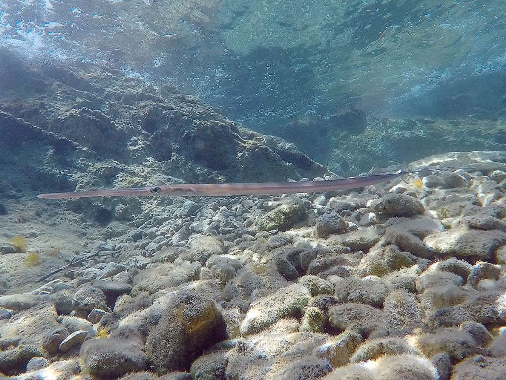 Fistularia commersonii da Lefkada (pesce flauto)