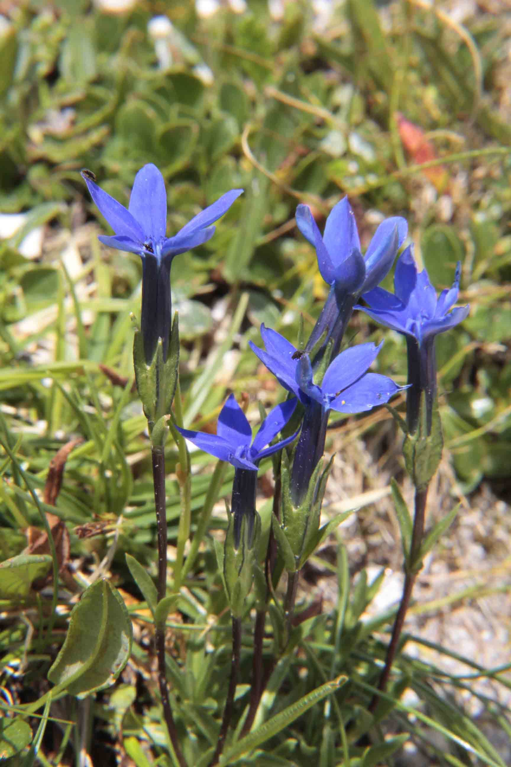 Gentiana pumila / Genziana a foglie acute