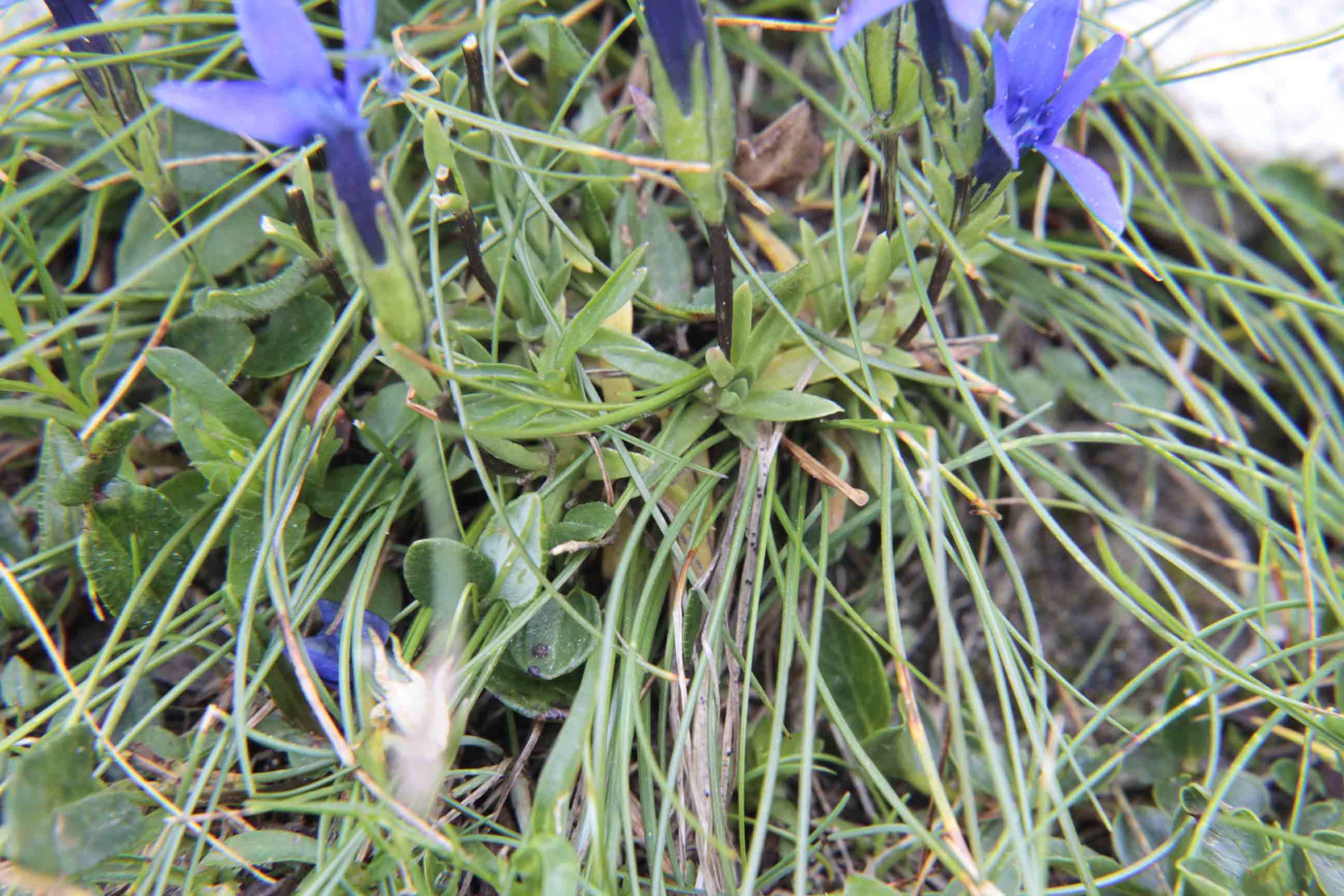 Gentiana pumila / Genziana a foglie acute