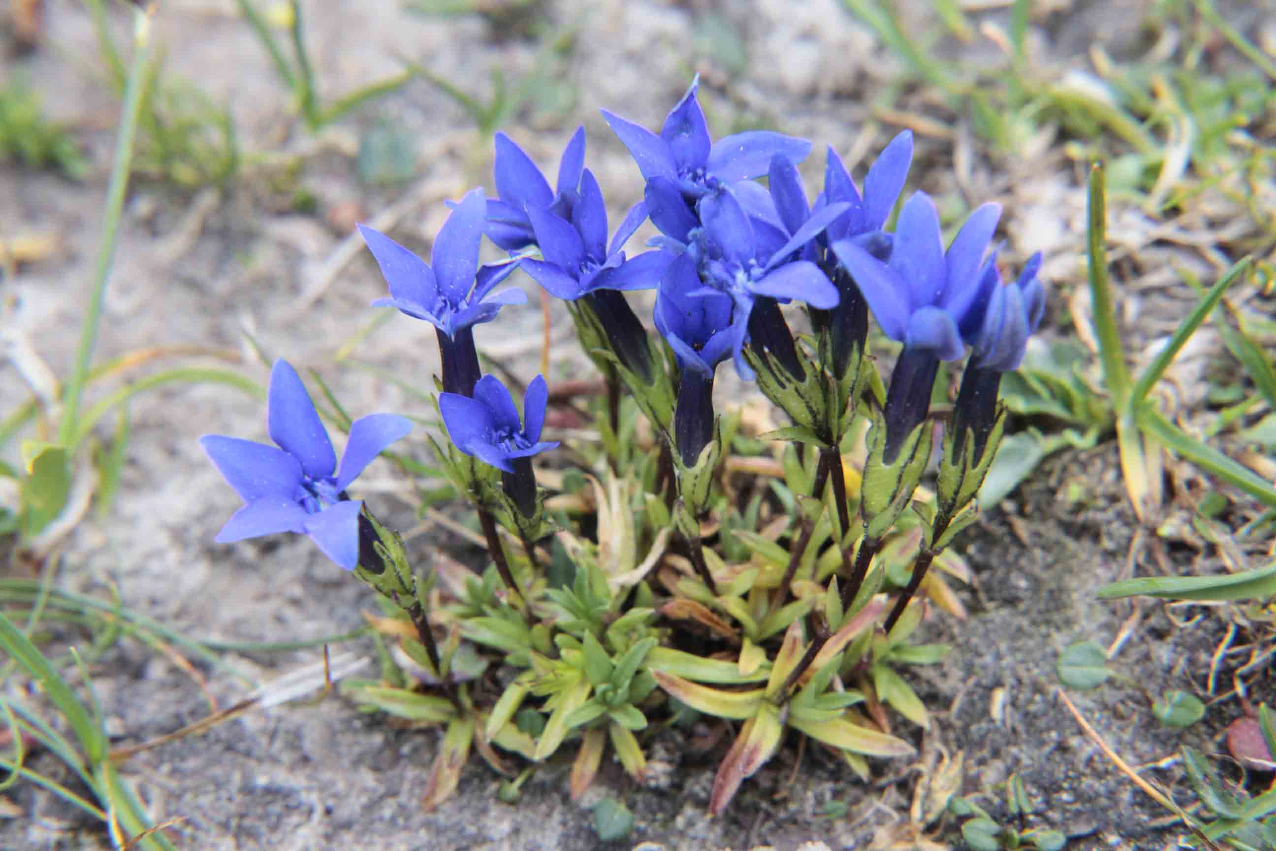 Gentiana pumila / Genziana a foglie acute