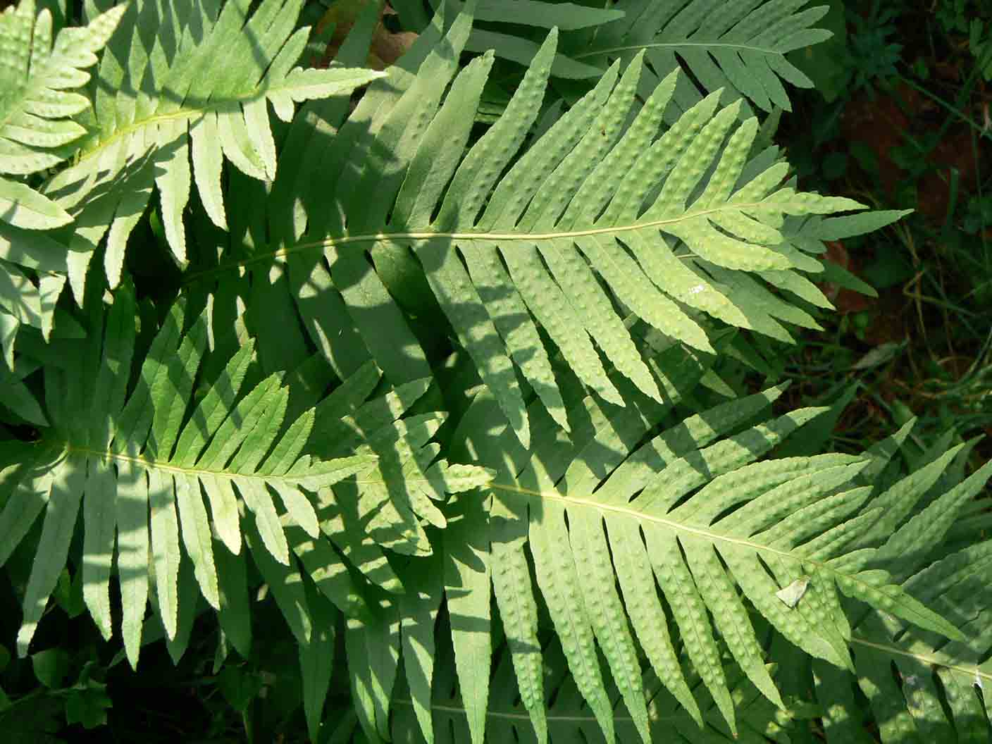 Polypodium ?