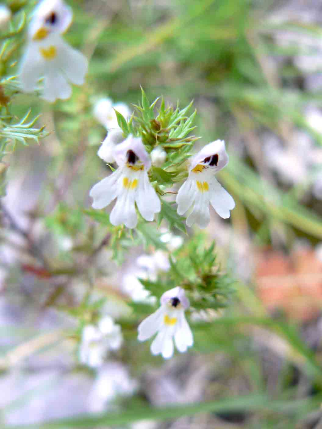 Euphrasia da id