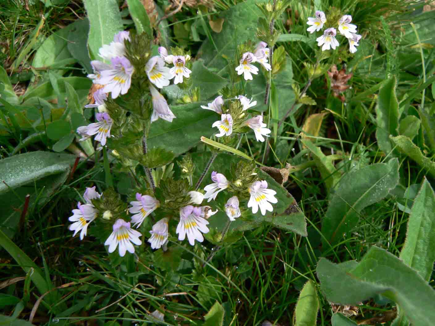 Euphrasia da id