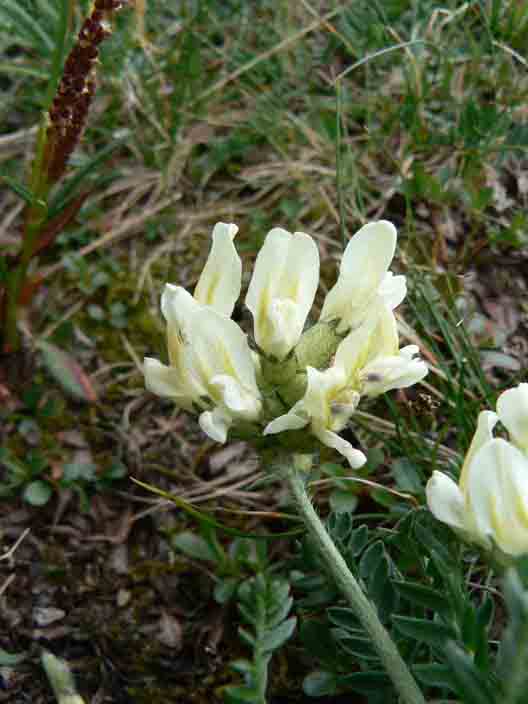 Oxytropis campestris