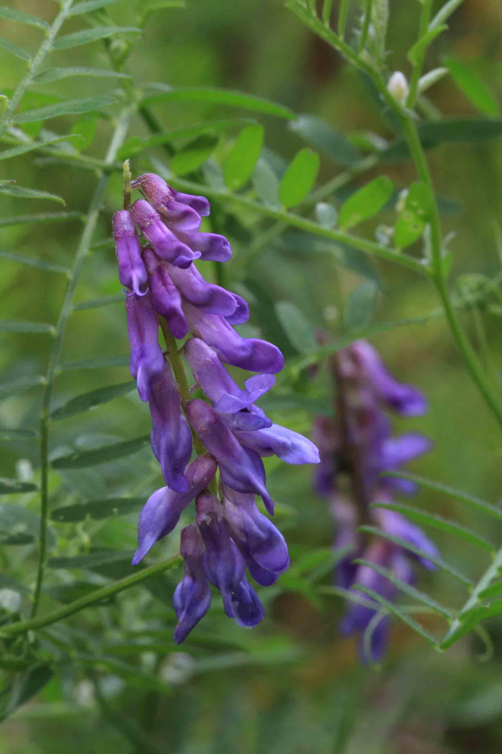 Vicia cracca