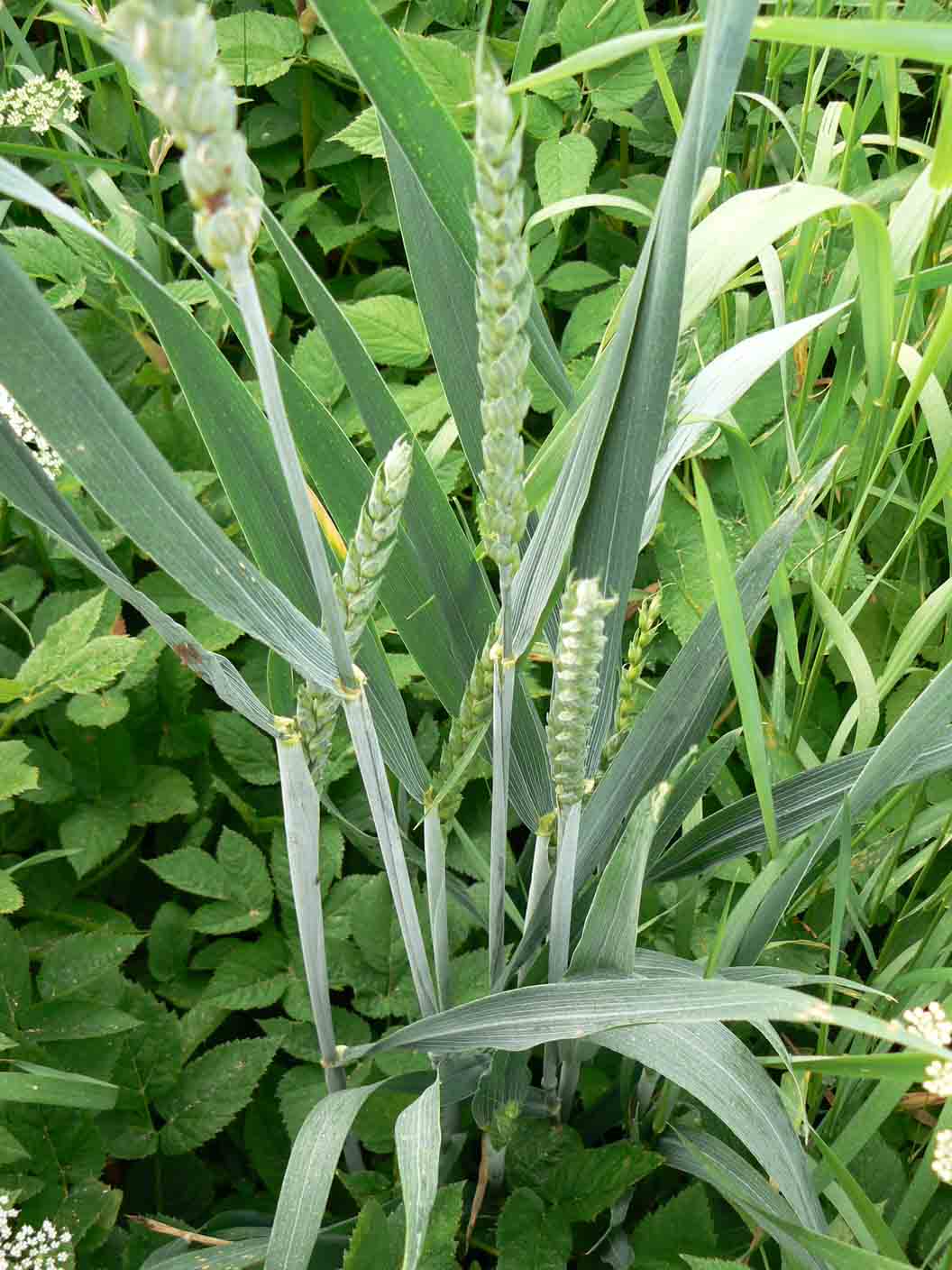 Carex da id