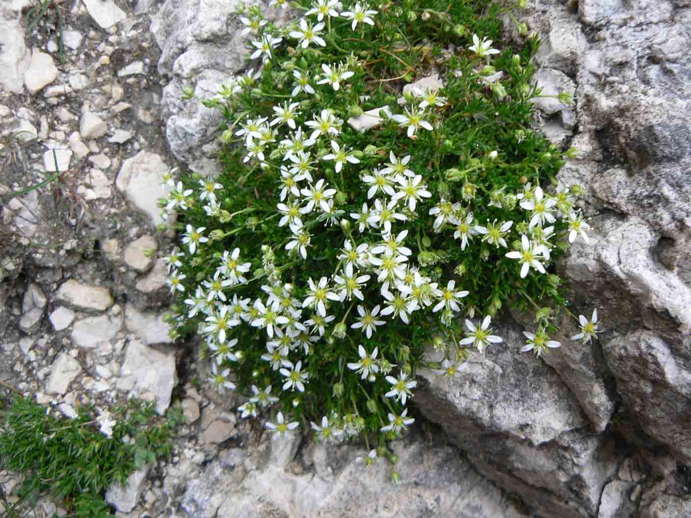 Moehringia ciliata