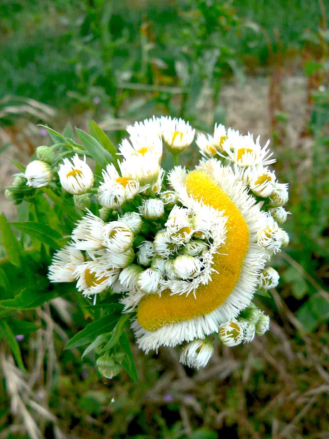 Scherzi di natura ? Fasciazione su Erigeron