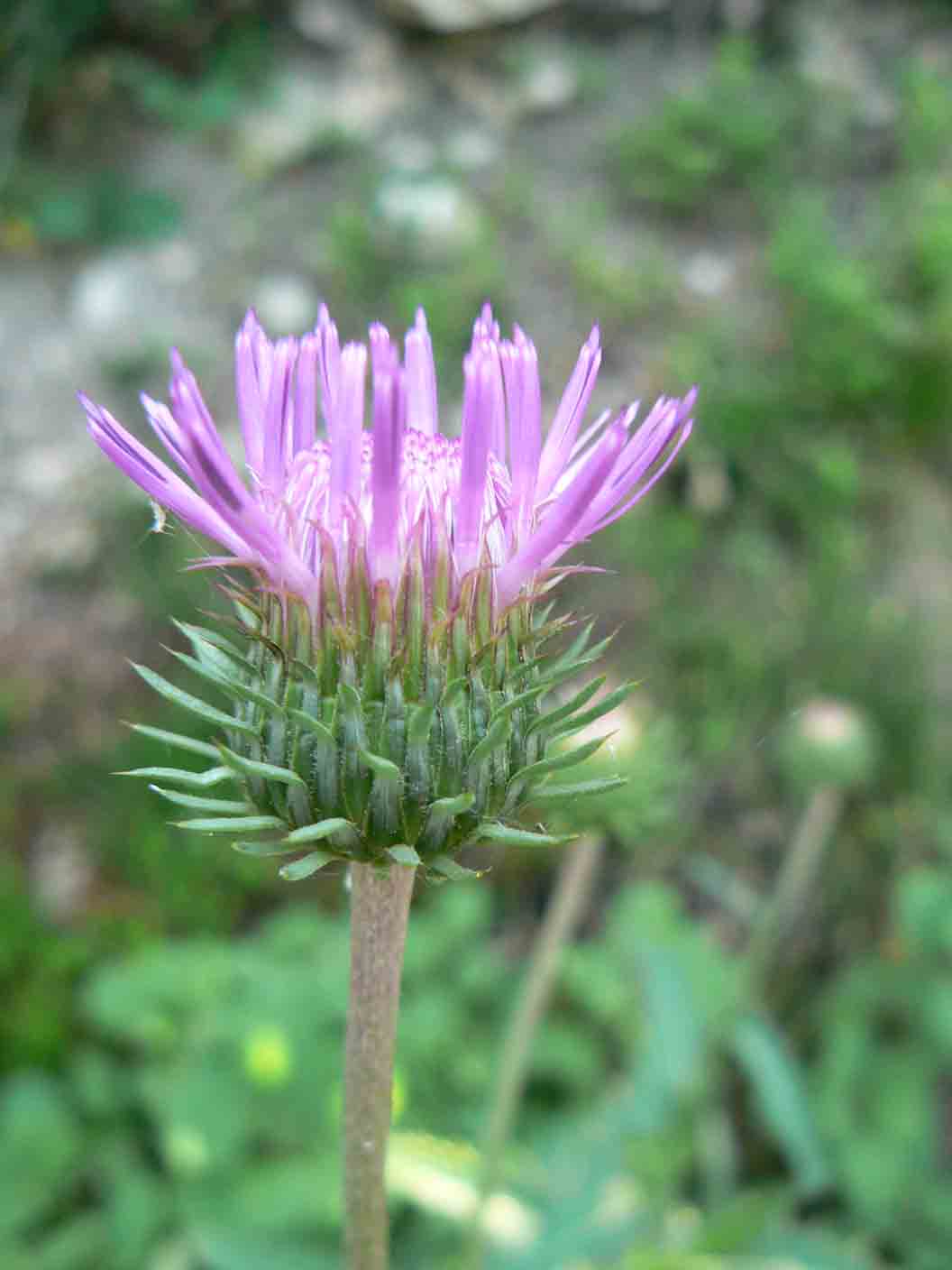 Carduus defloratus subsp. tridentinus