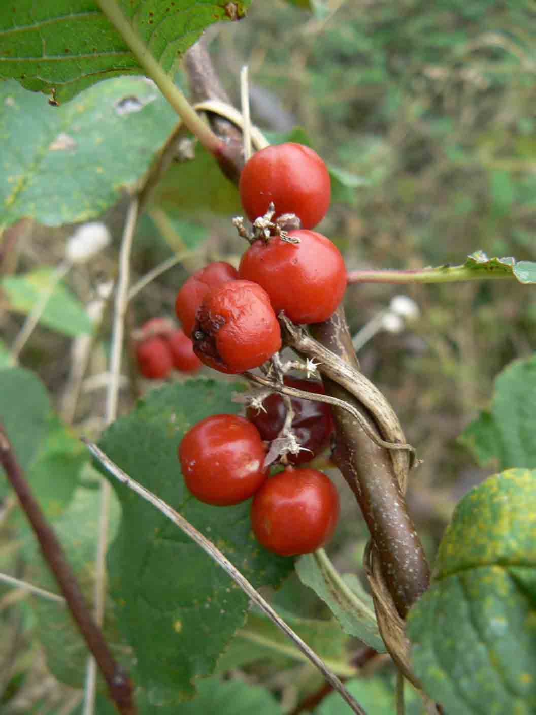 Tamus communis, rampicante su Prunus sp.