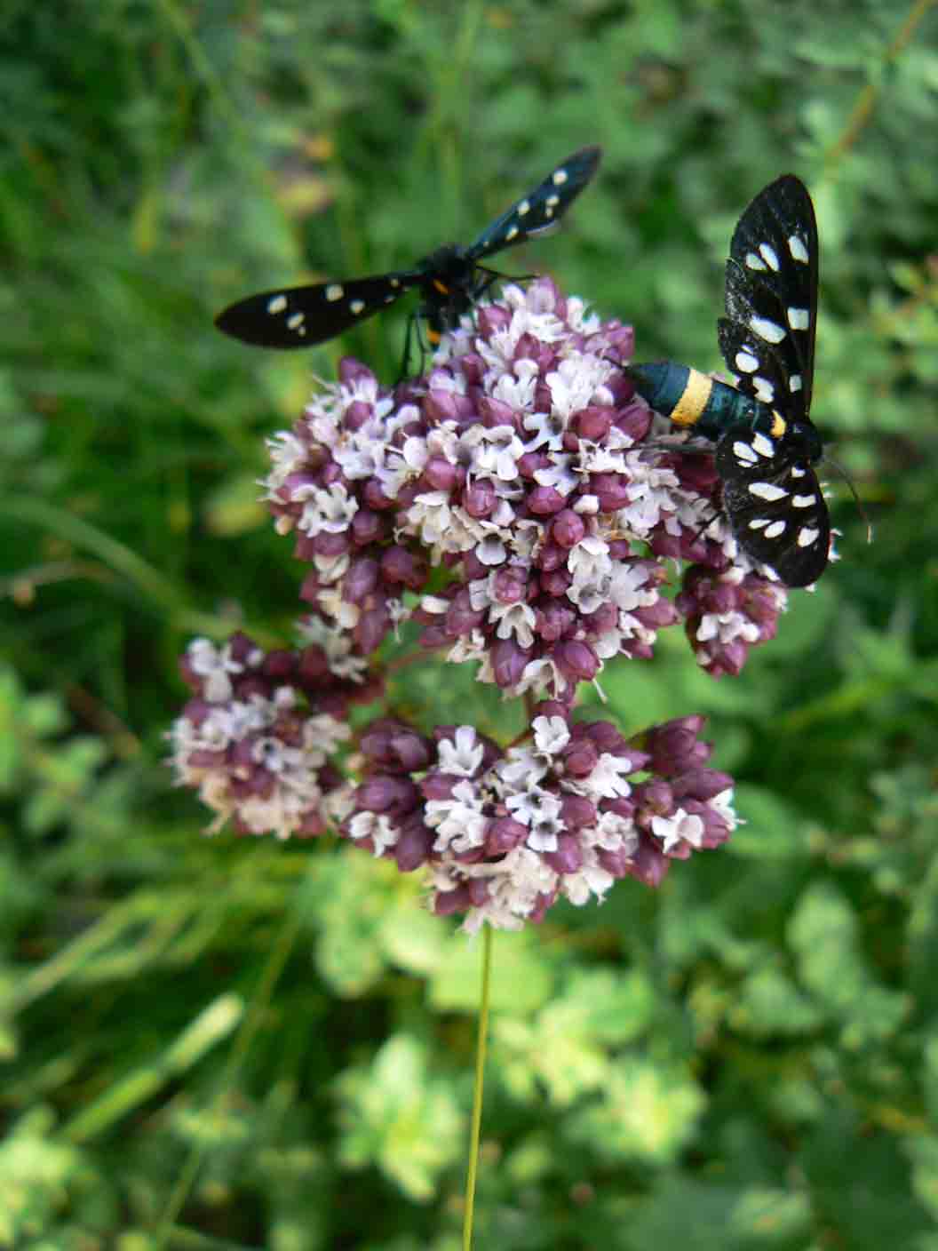 Origanum vulgare