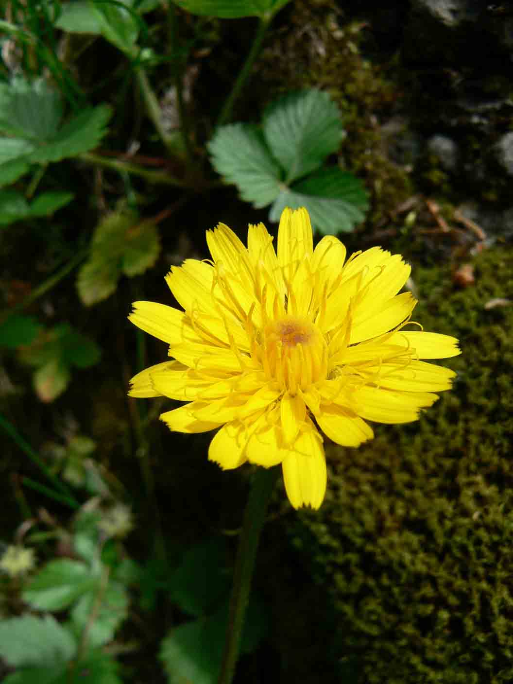 Asteracea - Leontodon hispidus