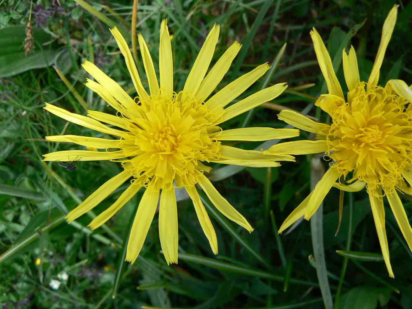 Scorzonera humilis / Scorzonera minore