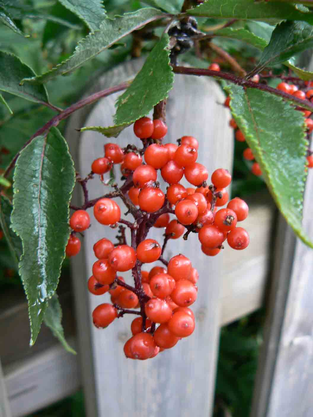 Sambucus racemosa