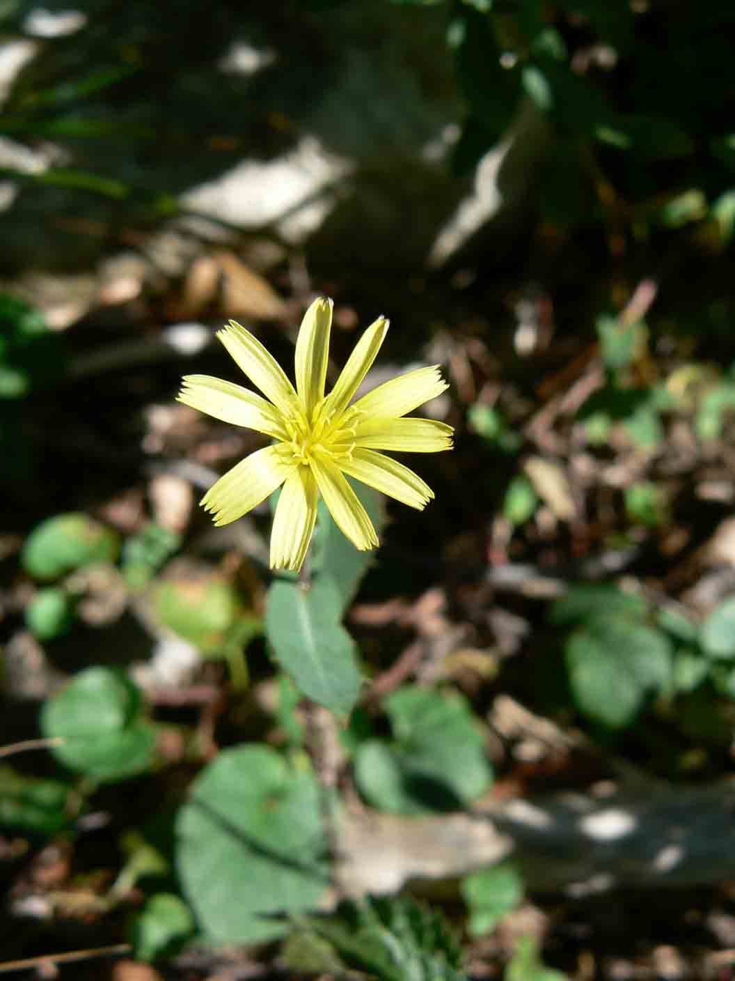 Lactuca sativa subsp. serriola