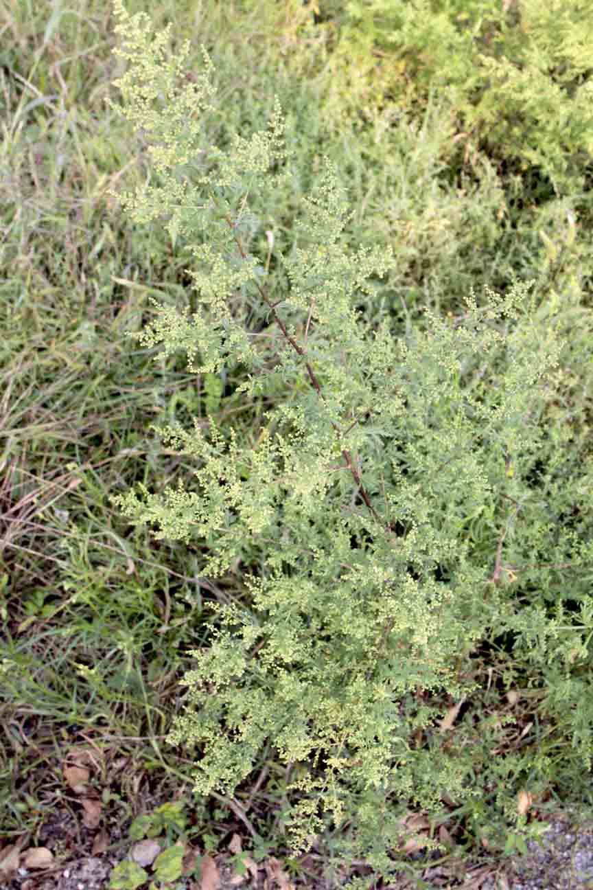 Artemisia annua