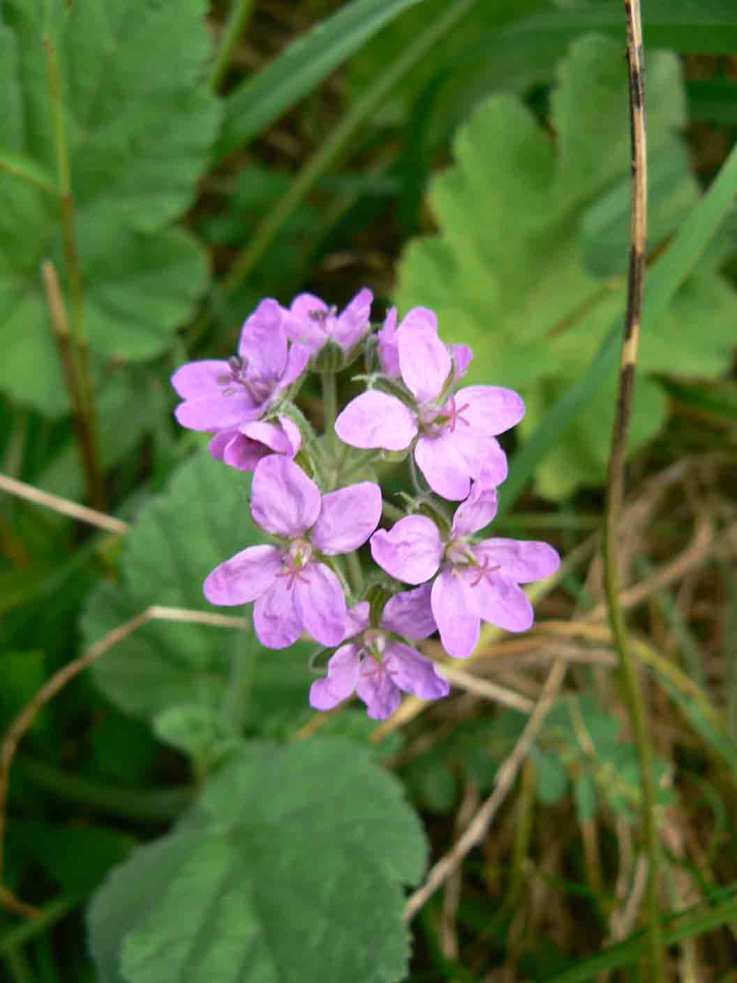 Erodium malacoides