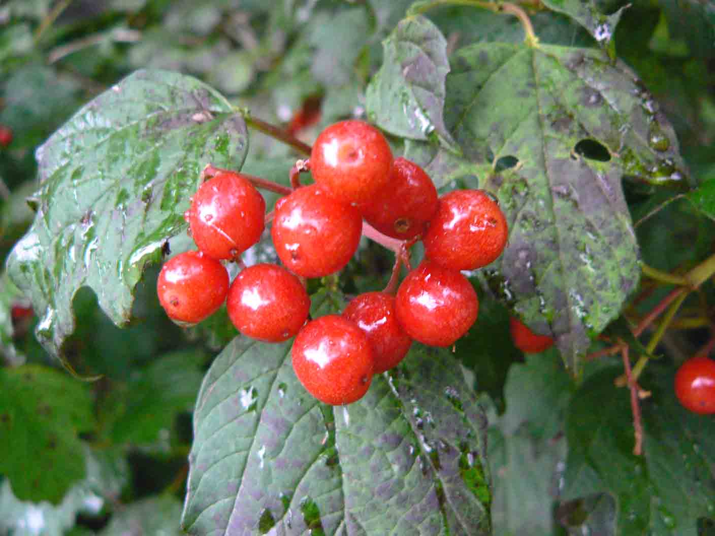 Viburnum opulus