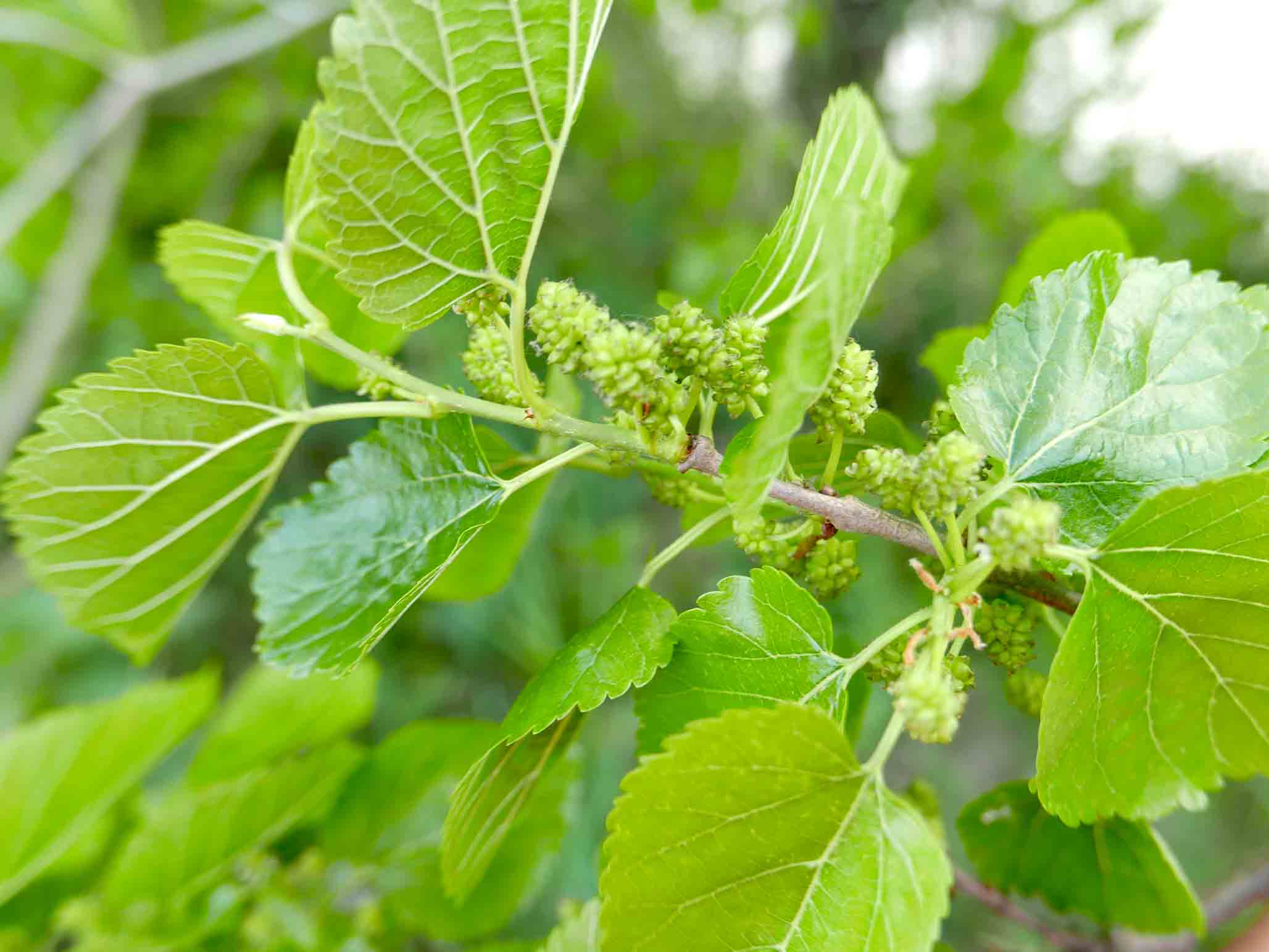 cfr, Morus alba