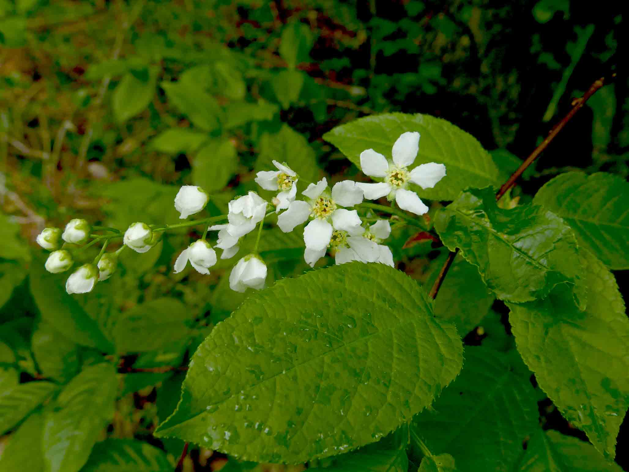 Prunus padus / Pado