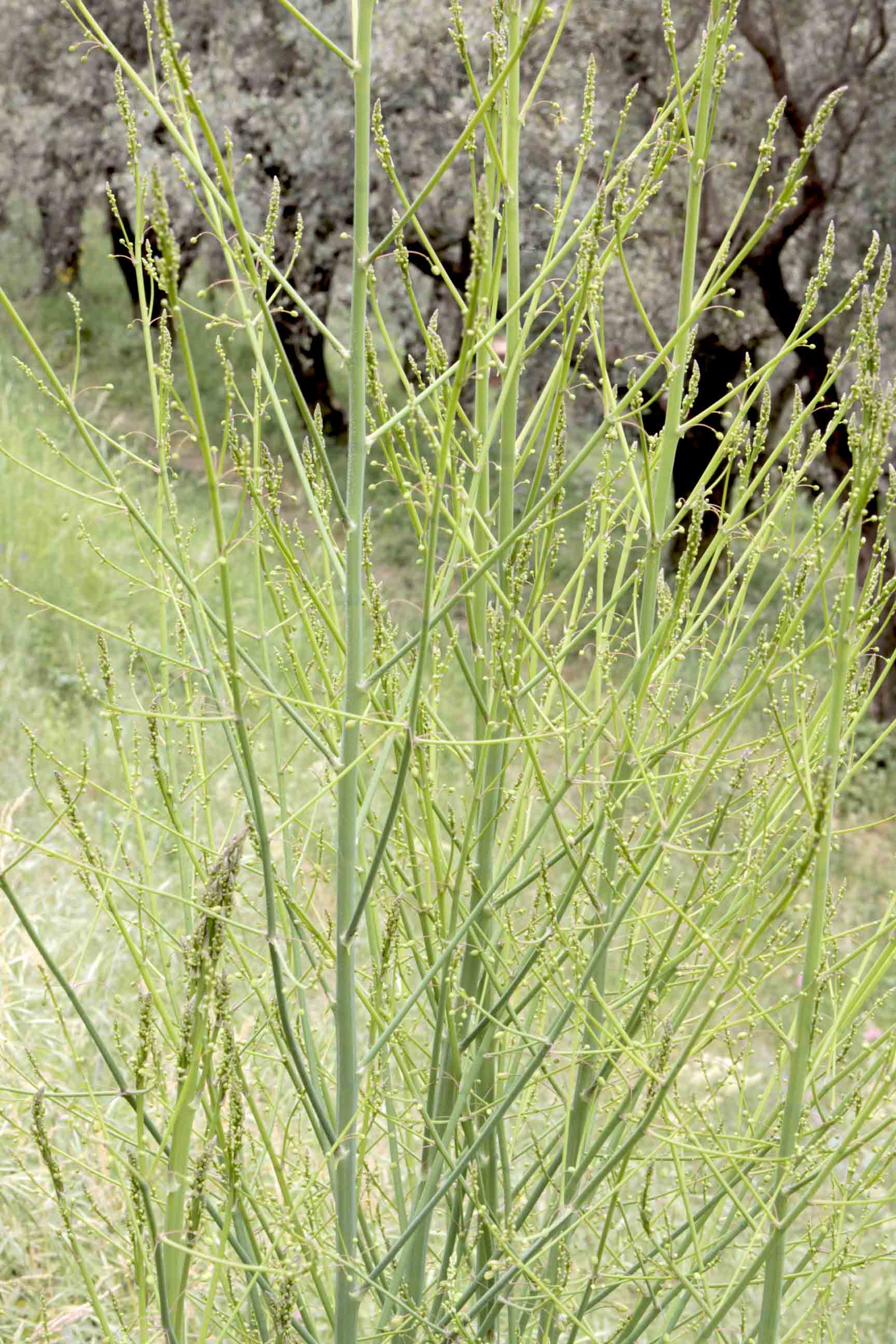 Asparagus officinalis / Asparago