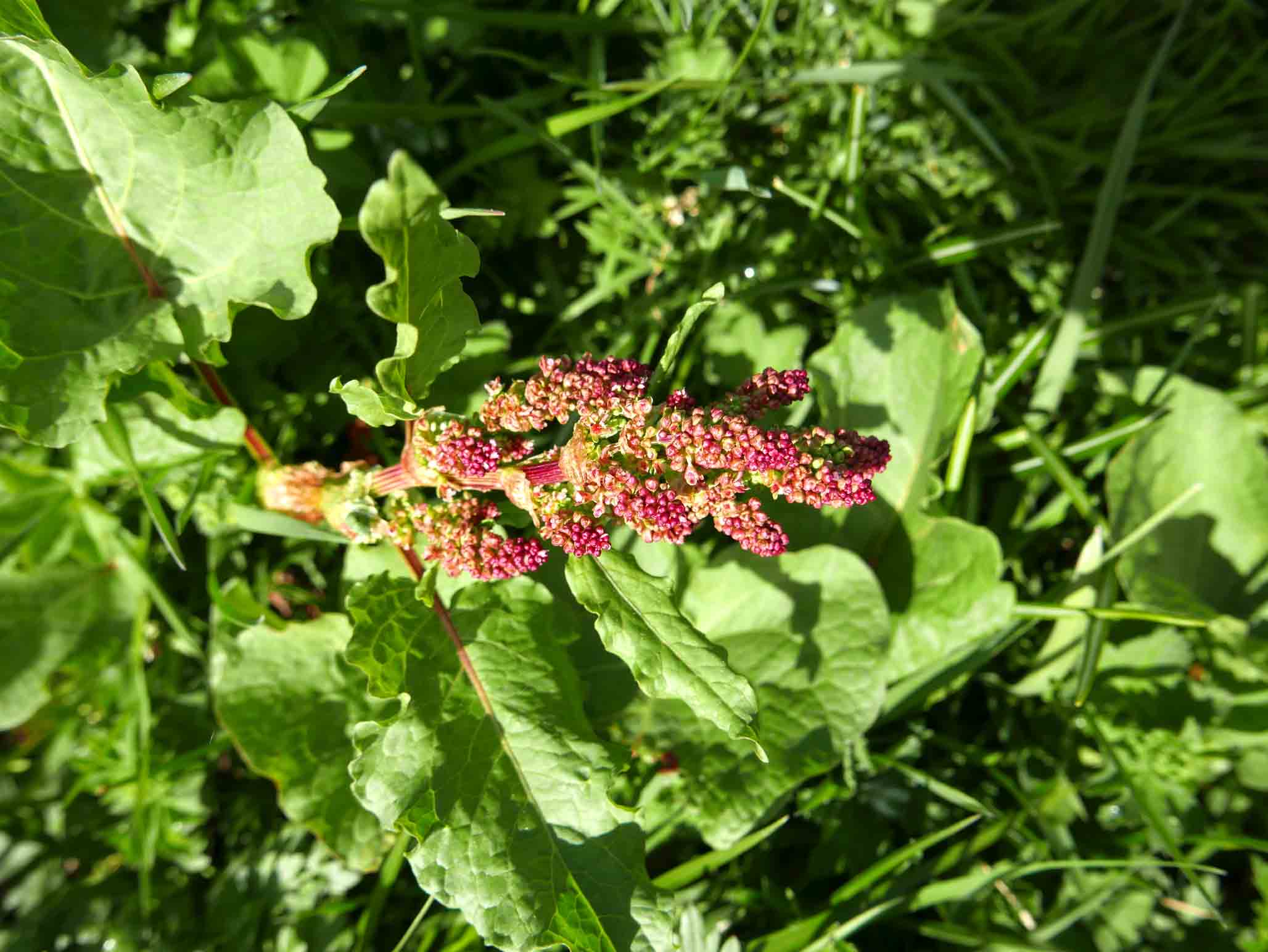 Rumex alpinus