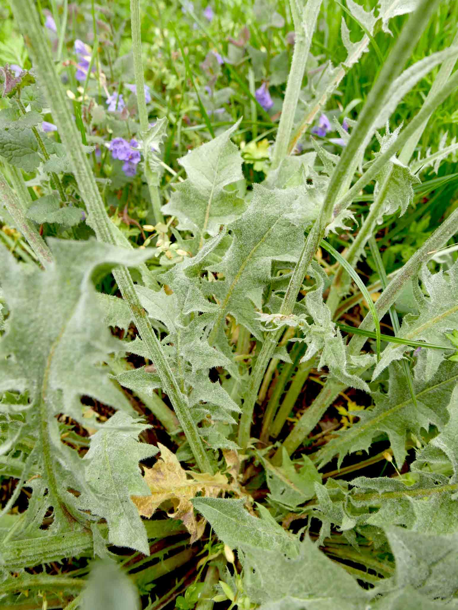 Crepis vesicaria subsp. taraxacifolia