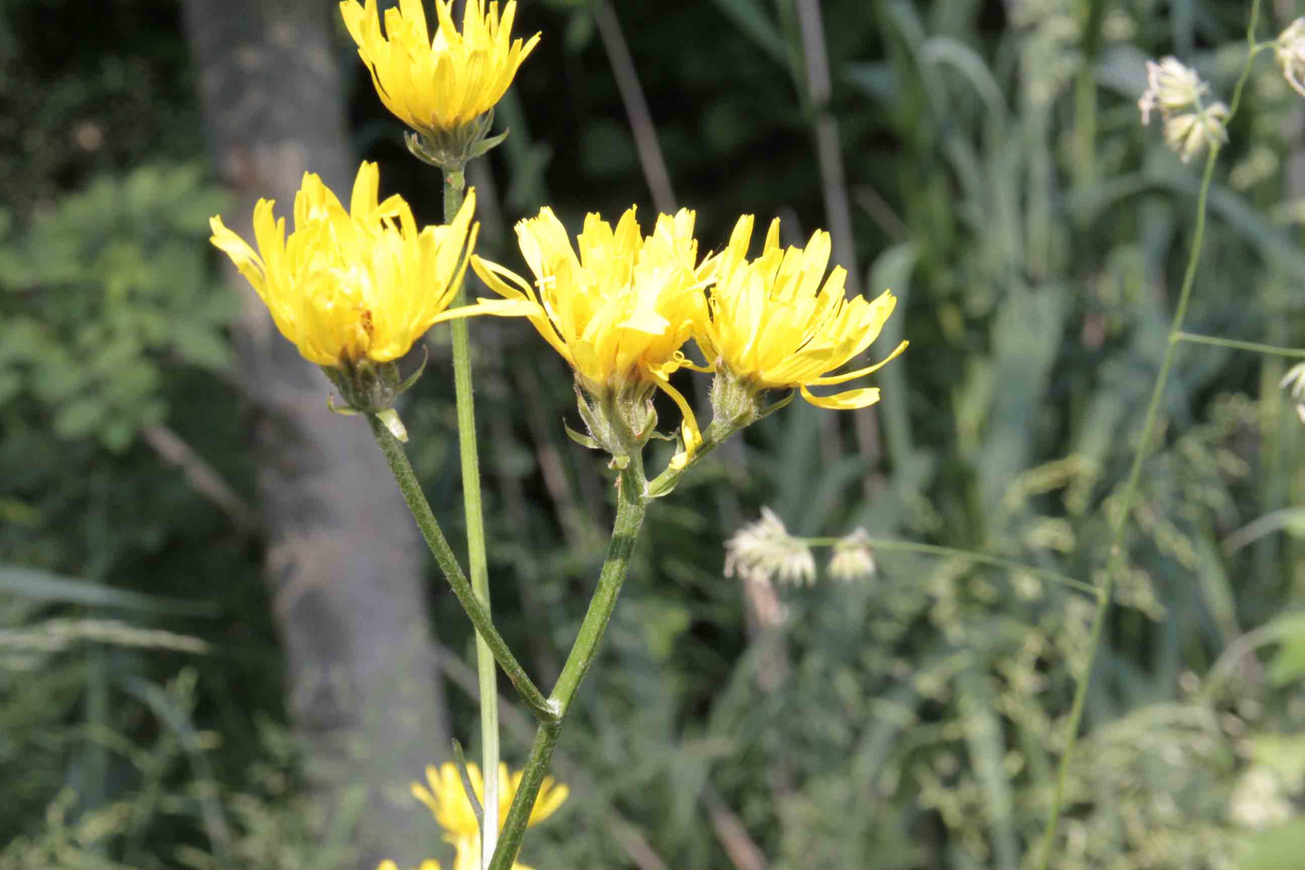 Crepis biennis / Radicchiella dei prati