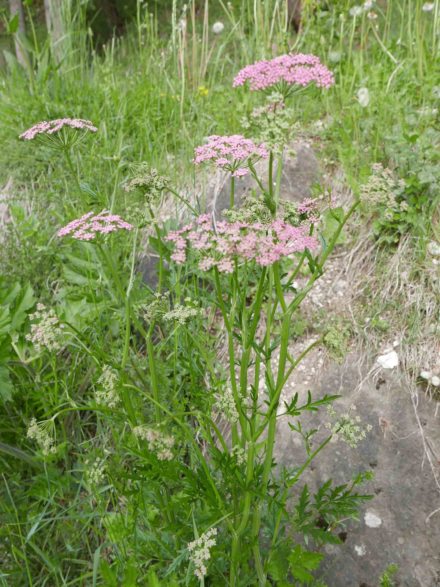 Pimpinella major / Pimpinella maggiore