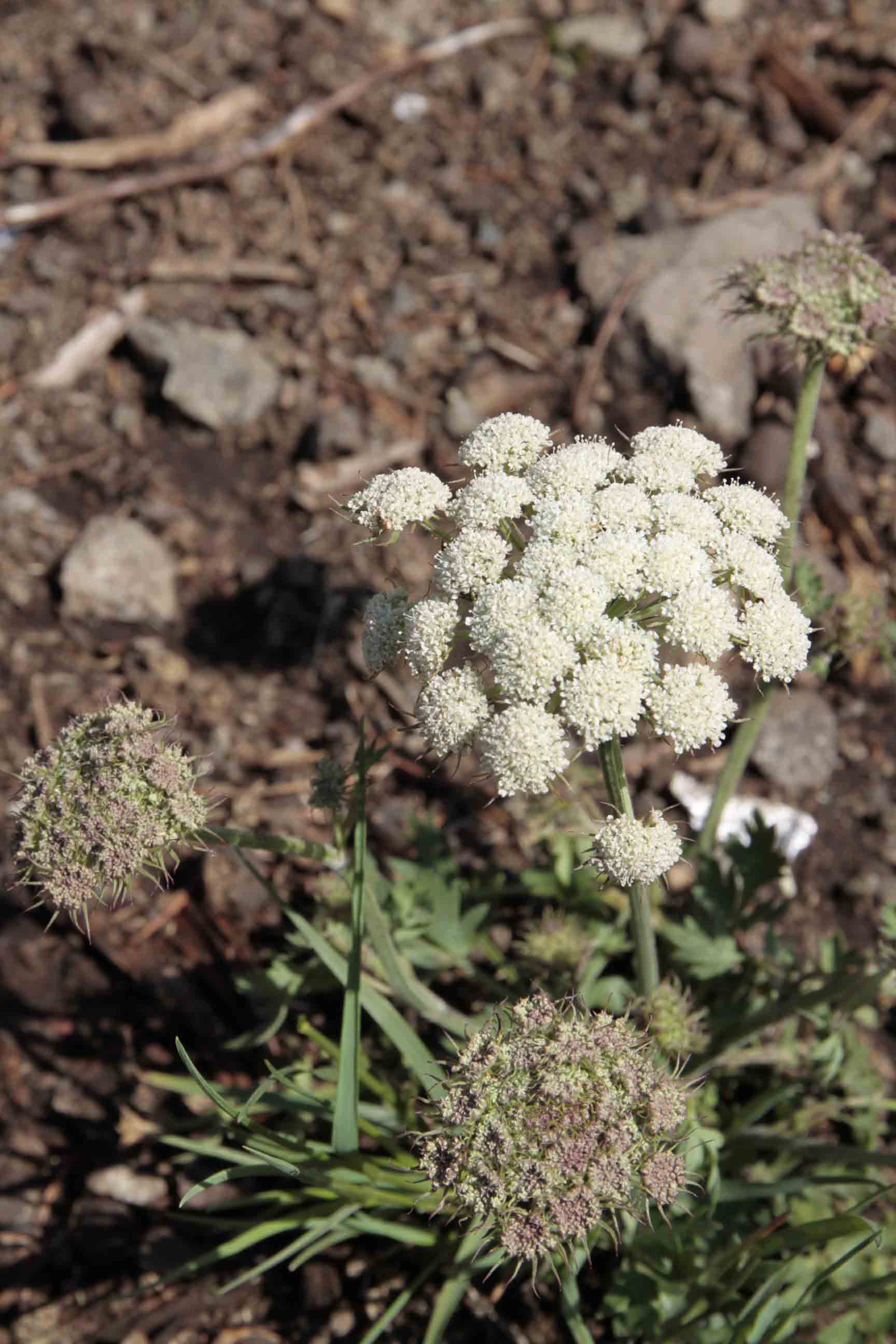 Apiacea - Seseli libanotis