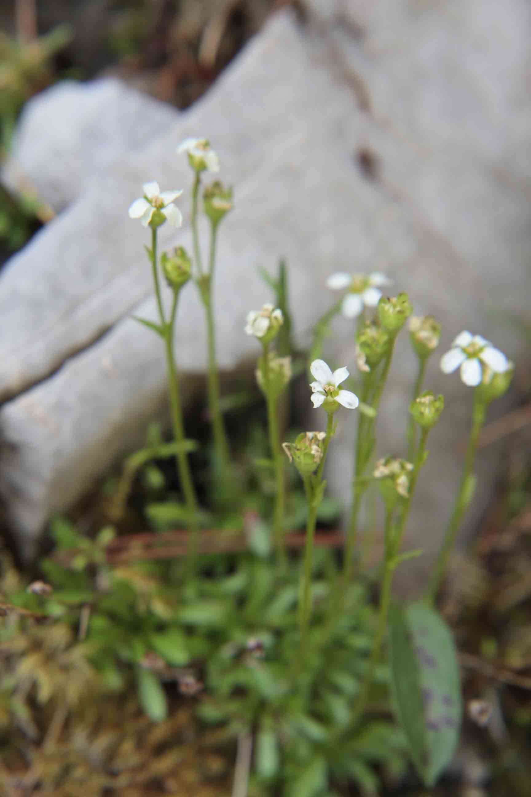 Saxifraga androsacea