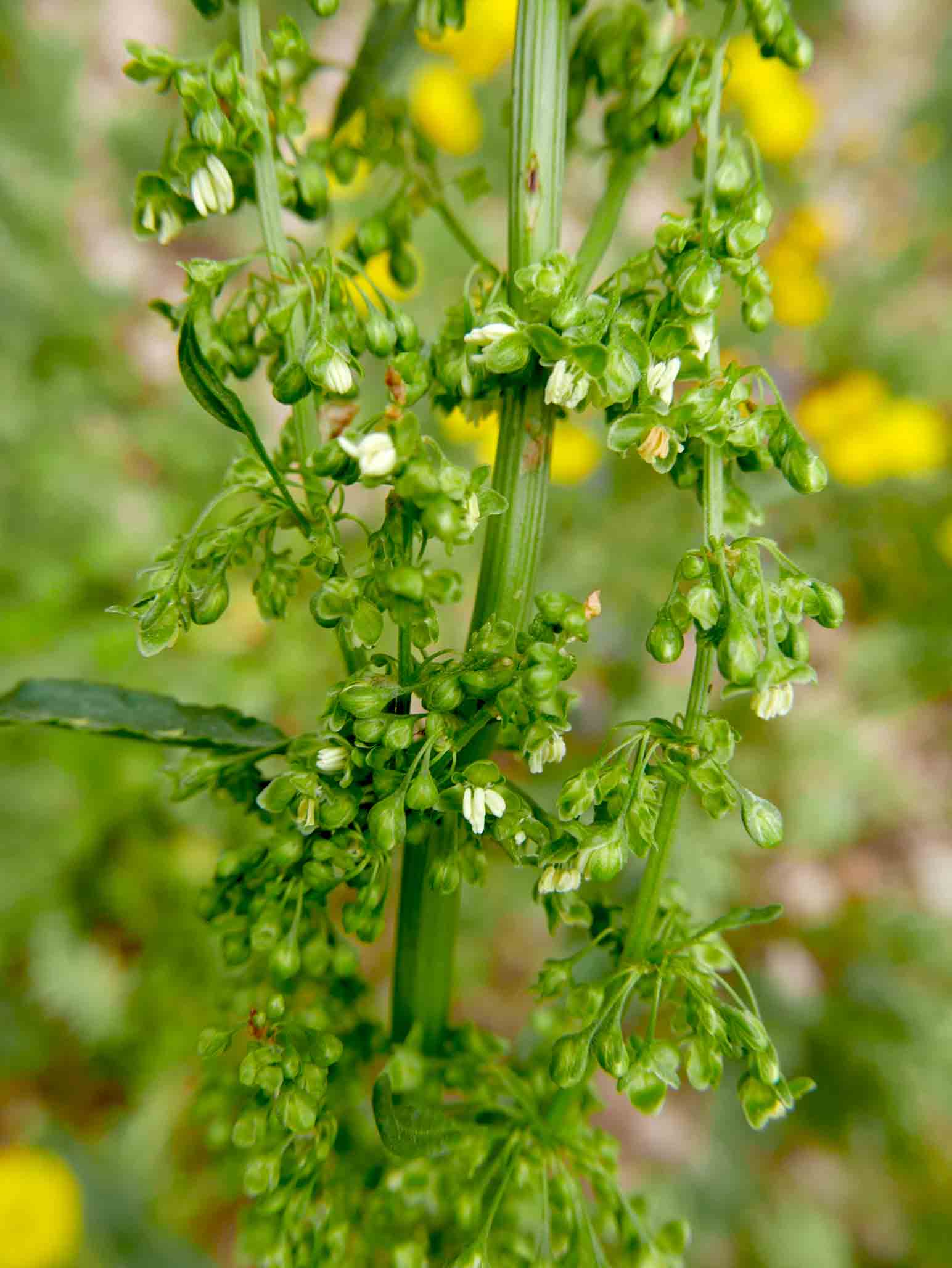 Rumex crispus