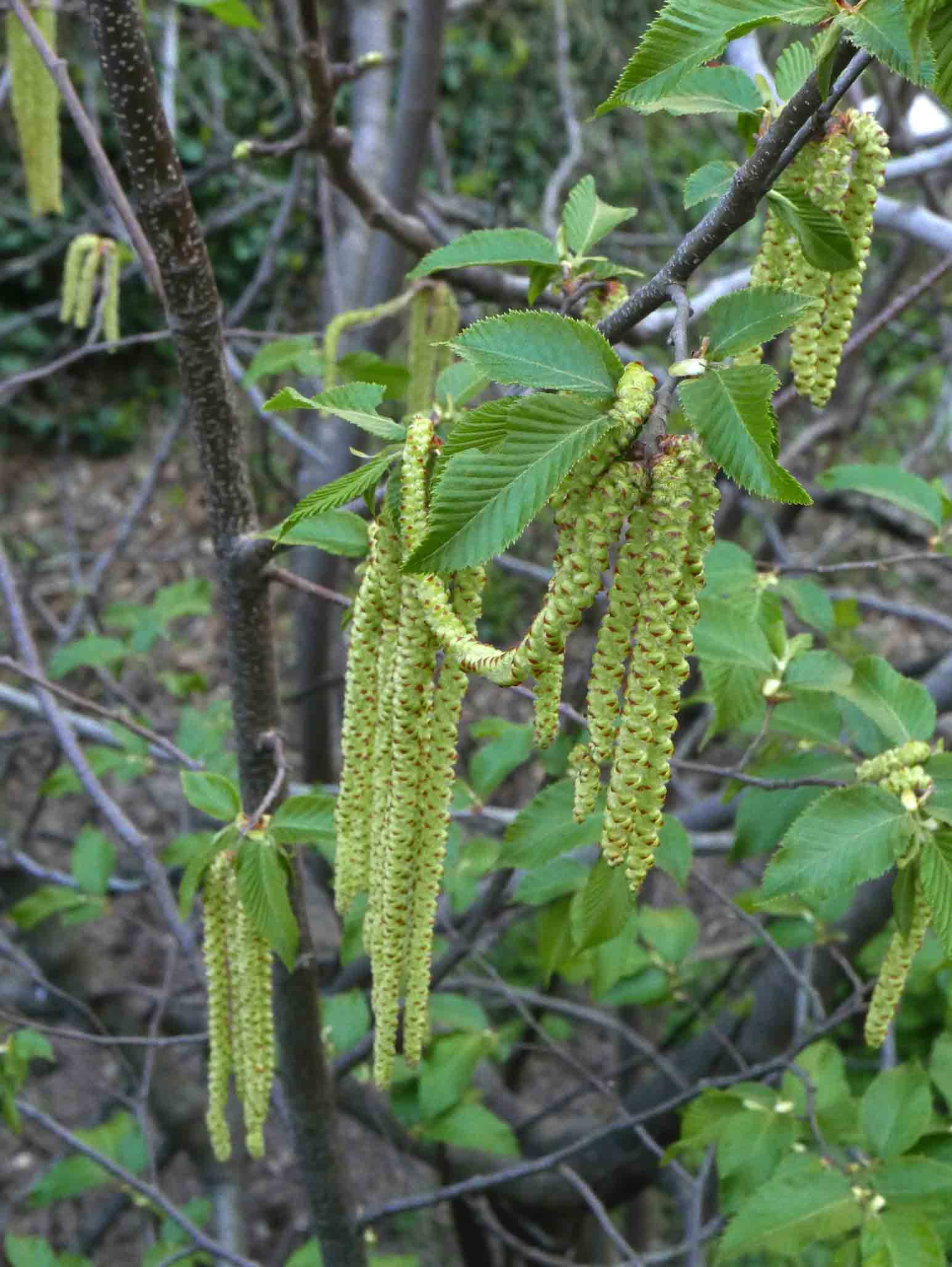 Ostrya carpinifolia / Carpino nero