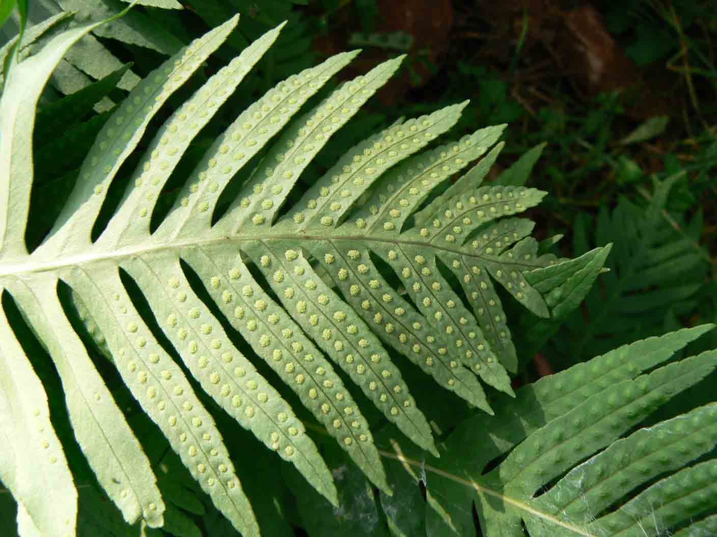 Polypodium ?