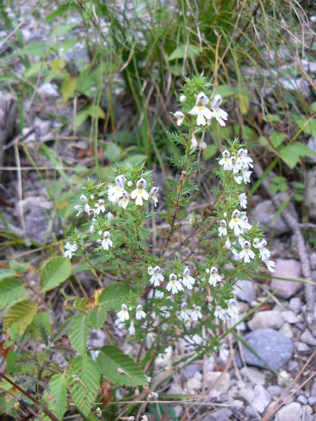 Euphrasia da id