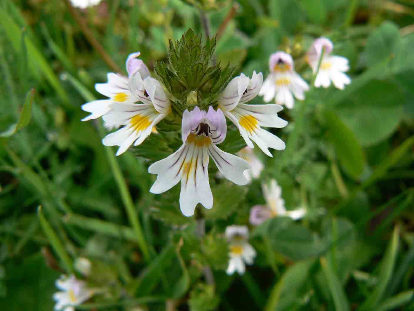 Euphrasia da id